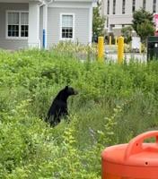 Black bear provides excitement for motorists and others near Forbes Crossing in Foxboro