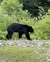 Black bear provides excitement for motorists and others near Forbes Crossing in Foxboro